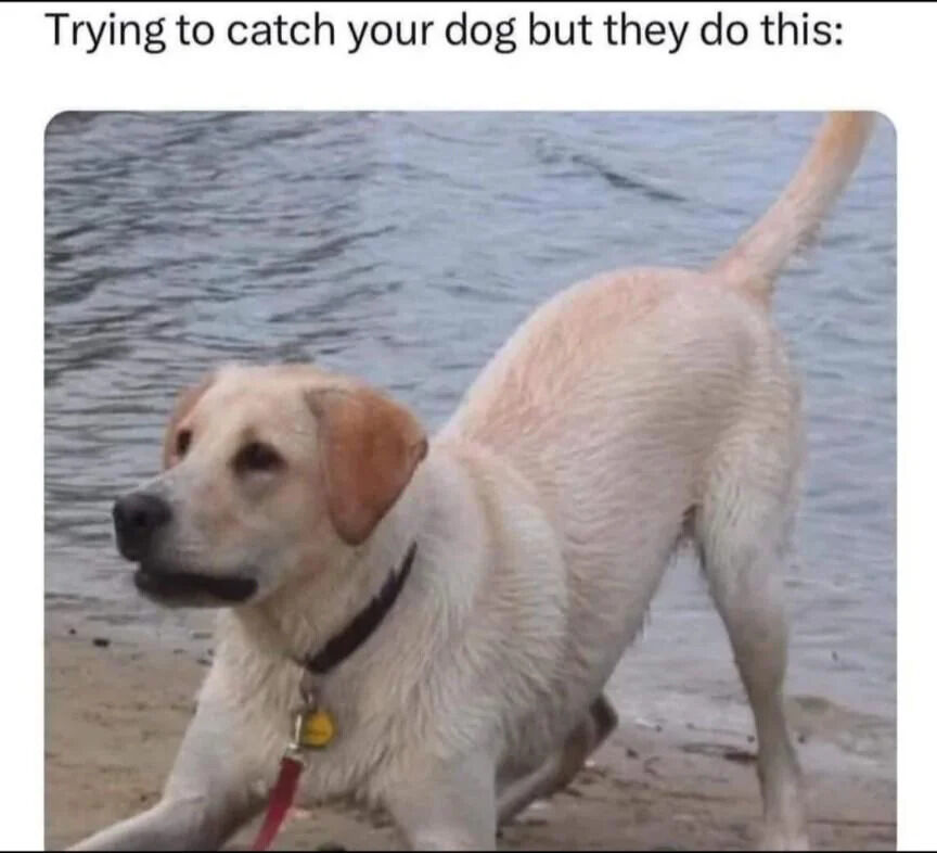 A wholesome meme featuring a light-colored Labrador Retriever standing on a beach near calm water. The dog appears wet, with a black collar and a red leash trailing on the sand. Its body is positioned in a playful, slightly evasive stance—front legs extended forward, hind legs bent as if ready to run—while looking back over its shoulder, likely at its owner. The top text overlay reads 'Trying to catch your dog but they do this:', humorously capturing the relatable scenario of a pet playfully avoiding being caught.