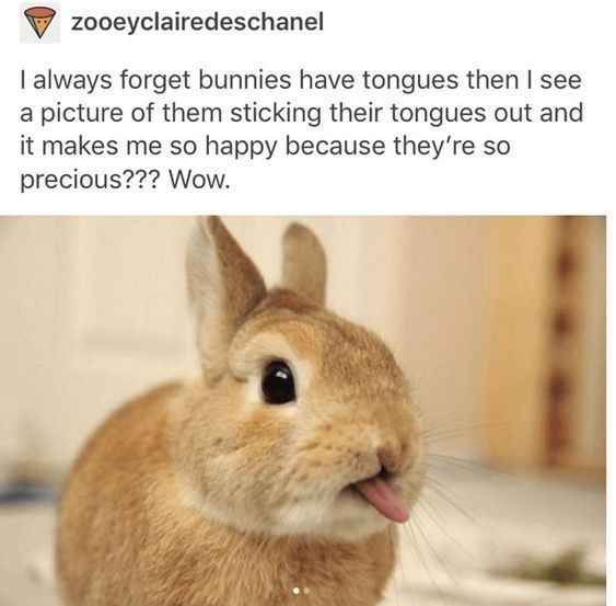 This content is a social media post combining text and an animal photograph. The text above the image expresses that the poster often forgets rabbits have tongues, and seeing photos of rabbits sticking their tongues out makes them very happy as they find this trait extremely precious. The paired photo shows a small light brown domestic rabbit facing the camera directly, with its tiny pink tongue sticking out slightly, looking very endearing and matching the text's sentiment perfectly.