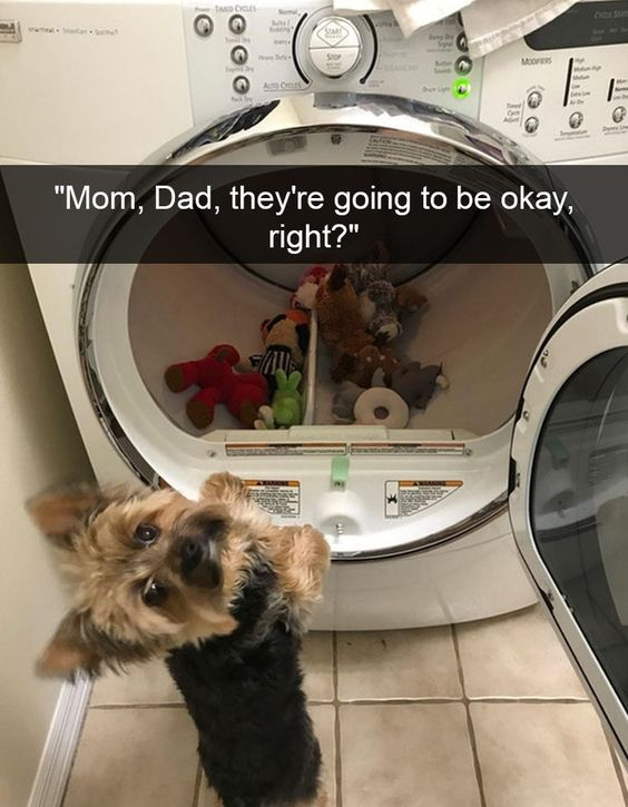 The image features a small dog, likely a Yorkshire Terrier, standing on its hind legs and looking up with a worried expression at an open front-loading dryer. Inside the dryer, various stuffed animals (including a red bear, green rabbit, and brown dog) are visible. A text overlay at the top reads: "Mom, Dad, they're going to be okay, right?" This anthropomorphizes the dog as being concerned for the stuffed animals, creating an endearing, wholesome scene set in a laundry room with a tiled floor and a Kenmore dryer.
