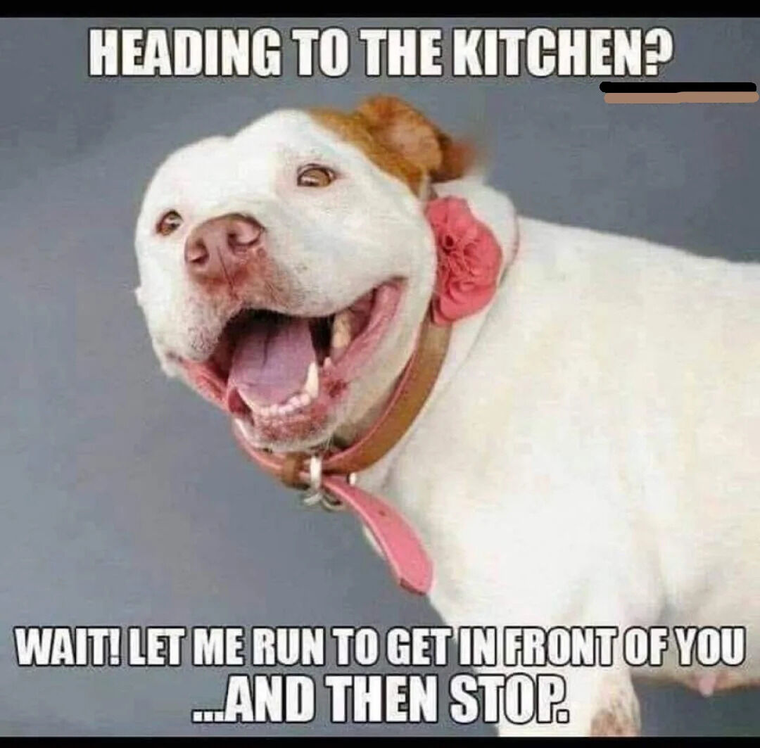 This is a relatable wholesome meme featuring a real photo of an excited, happy mixed-breed dog with an open mouth and eager expression. The overlaid text jokes about a common, universal behavior all dog owners recognize: when the owner stands up to head to the kitchen, the dog immediately sprints to get in front of them, then abruptly stops right in their path, blocking their way. The dog's excited expression perfectly matches the energy described in the text, making the joke relatable for anyone who owns a dog.