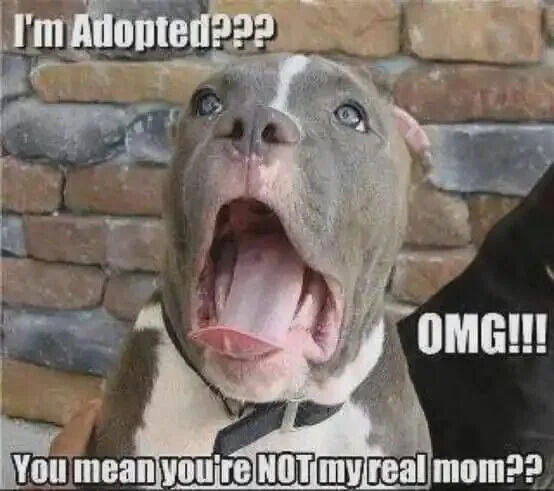 A close-up photograph of a gray and white dog, likely a Pit Bull, displaying an exaggerated shocked expression with its mouth wide open and tongue extended. The dog wears a black collar and is positioned in front of a brick wall. Overlaid text on the image includes 'I'm Adopted???' at the top, 'OMG!!!' to the right of the dog's head, and 'You mean you're NOT my real mom??' at the bottom. The combination of the dog's startled facial expression and the humorous text creates a lighthearted, wholesome meme about a dog reacting to learning it was adopted.