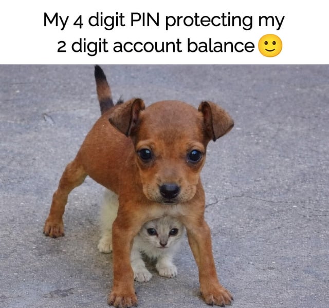 This relatable meme uses a photo of a small brown puppy standing over a tiny white kitten hiding between its front legs to illustrate a joke about personal finance. The puppy (representing a 4-digit PIN) fully shields the tiny kitten (representing the user's very low 2-digit bank account balance), poking fun at how heavy security protects the very small amount of money many people have in their accounts. The joke resonates with people living paycheck to paycheck with low bank balances.