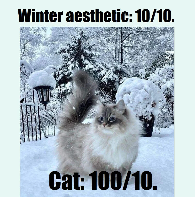 A meme featuring a fluffy gray and white cat standing in a picturesque snowy winter landscape. The background includes snow-covered trees, a lamppost, and bushes, creating a serene winter aesthetic. Overlaid text at the top reads 'Winter aesthetic: 10/10.' and text at the bottom reads 'Cat: 100/10.', humorously emphasizing the cat's overwhelming appeal compared to the already praised winter scenery. The cat has a calm, curious expression with its tail raised, adding to the charming and wholesome vibe.