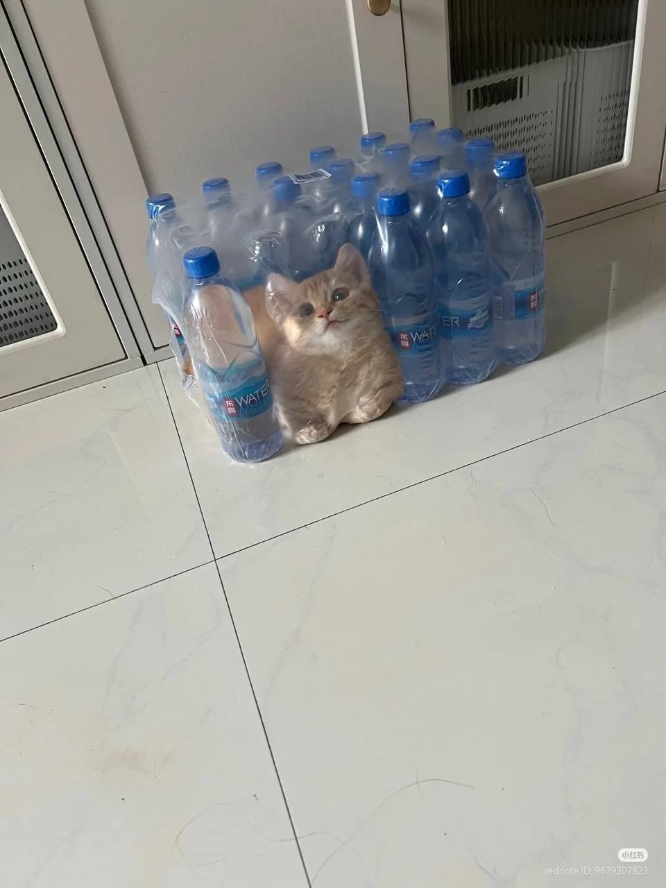 This is a cute viral photograph of a small fluffy light orange kitten that squeezed itself perfectly into an empty gap in a shrink-wrapped multi-pack of bottled drinking water, fitting exactly where a single bottle is missing from the pack. The kitten sits on a light off-white tiled floor in front of a white glass cabinet, looking directly at the camera with a soft curious expression.