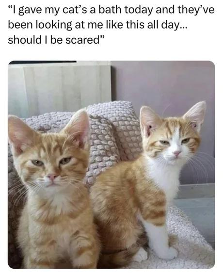 This meme features a text overlay at the top that reads "I gave my cat's a bath today and they've been looking at me like this all day... should I be scared", above a photo of two young ginger and white cats sitting on a textured light grey knit cushion. Both cats are staring directly at the camera with a deeply unimpressed, annoyed, almost resentful expression, playing on the common widely relatable trope that cats strongly dislike being bathed and will hold a grudge against their owners afterward for the experience. The joke relies on the humorous contrast between the owner's worried question and the cats' visibly annoyed demeanor, implying the owner has good reason to be scared of their cats' retaliation.