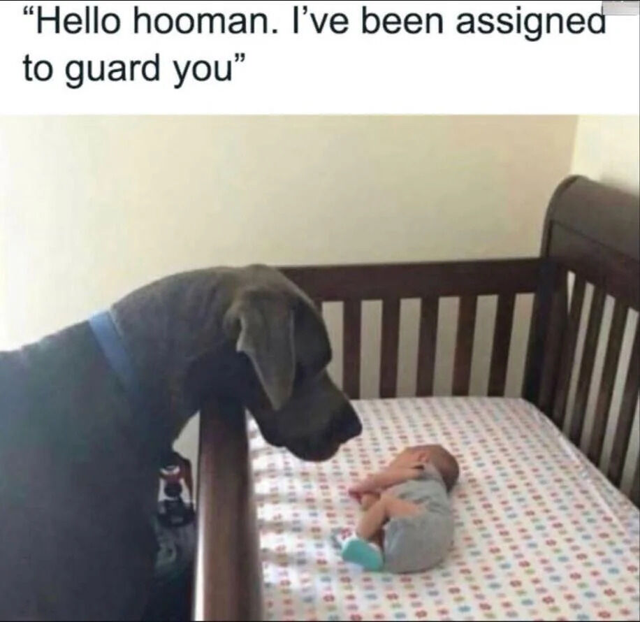 A heartwarming image featuring a large dog, likely a Great Dane, leaning over the wooden rail of a baby's crib. Inside the crib, a newborn baby dressed in a gray onesie lies on their back on a white mattress with a colorful paw print pattern, appearing to sleep peacefully. The dog, wearing a blue collar, has its head tilted down toward the baby, displaying a gentle and attentive expression. At the top of the image, a text overlay in a casual, handwritten-style font reads: 'Hello hooman. I've been assigned to guard you,' anthropomorphizing the dog as taking on a protective role over the infant.