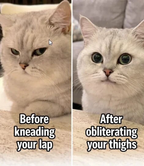 This is a two-panel comparison meme featuring a real light cream-colored domestic cat. The left panel shows the cat with a grumpy, annoyed half-lidded expression, captioned "Before kneading your lap". The right panel shows the same cat with wide, intensely startled-looking eyes, captioned "After obliterating your thighs". The meme jokes about the common cat behavior where gentle kneading quickly turns into aggressive claw digging into a person's legs when the cat sits on their lap.