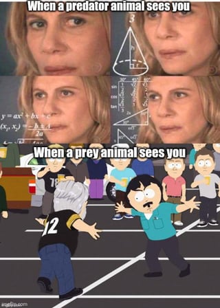This two-panel meme compares the typical reactions of predators and prey animals when encountering humans. The top panel uses the viral 'confused math lady' meme, showing a woman looking calm and calculating surrounded by complex math formulas, captioned 'When a predator animal sees you' to imply predators carefully evaluate if a human is worth attacking, rarely acting unprovoked. The bottom panel uses a chaotic scene from South Park where Randy Marsh is panicking and flailing his arms wildly, captioned 'When a prey animal sees you' to joke that prey animals have extremely skittish, unpredictable overreactions that make them far more likely to lash out and harm humans unexpectedly, supporting the core joke that prey animals are more dangerous to encounter than predators.