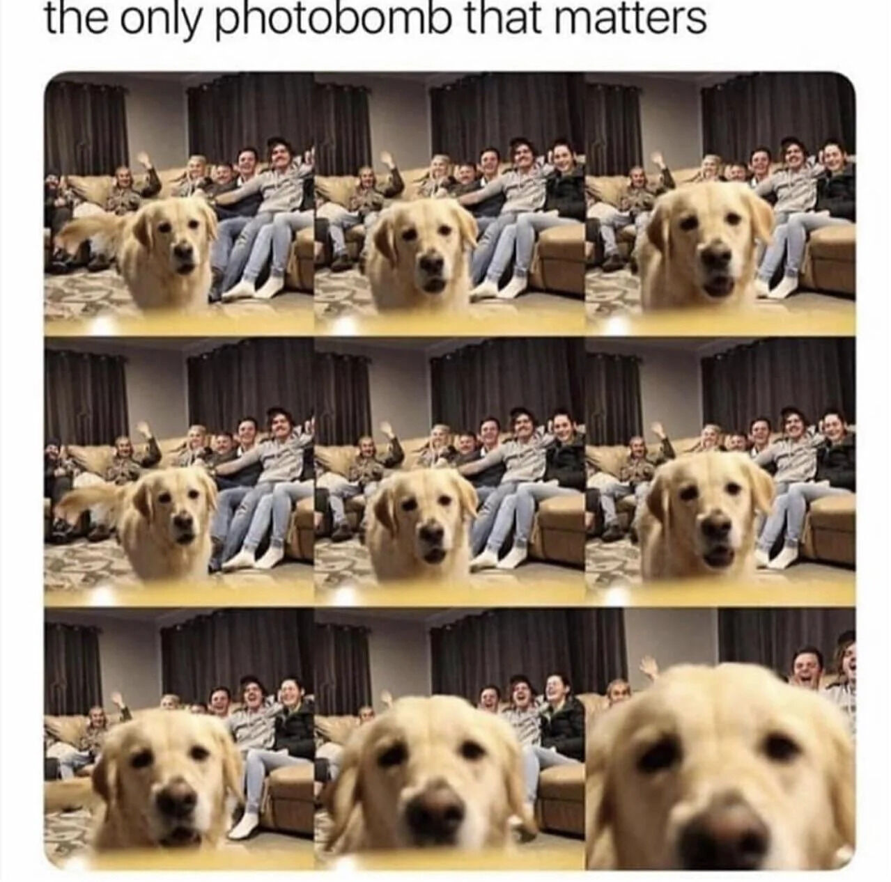 A 3x3 grid of similar group photos showing a golden retriever progressively photobombing a group photo. The top of the image contains the text 'the only photobomb that matters'. In each subsequent photo, the golden retriever moves closer to the camera while the group of people on the couch remains mostly unchanged, waving and smiling. The final row shows the dog extremely close to the camera, dominating the frame.