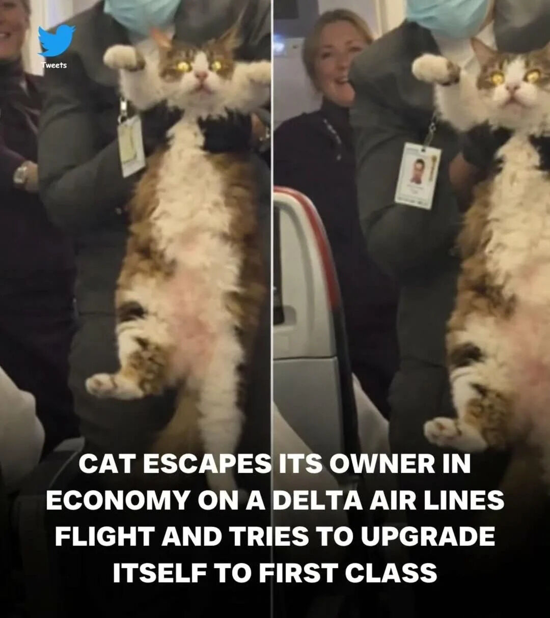 A two-panel photograph meme featuring a fluffy brown and white cat being held by a Delta Air Lines staff member inside an airplane. The left panel shows the cat with its belly exposed and paws raised, looking upward with wide yellow eyes, while the right panel provides a closer view of the same scene with airplane seats visible in the background. The staff member is wearing a dark uniform, a face mask, and a name tag. The text overlay at the bottom of both panels reads: 'CAT ESCAPES ITS OWNER IN ECONOMY ON A DELTA AIR LINES FLIGHT AND TRIES TO UPGRADE ITSELF TO FIRST CLASS'.