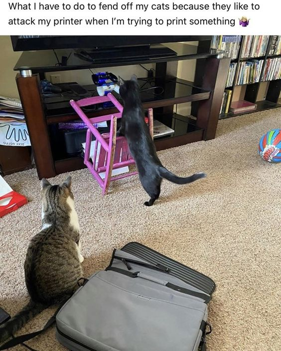 This image captures a relatable, humorous moment of pet ownership. In a carpeted living room, two cats are the focus: a black cat stands on its hind legs, stretching up towards a wooden entertainment center, seemingly trying to reach a printer hidden inside. A small pink stool is placed in front of the center as a makeshift barrier, though it clearly isn't deterring the determined feline. A tabby cat sits nearby, watching the black cat's antics. The caption at the top reads: "What I have to do to fend off my cats because they like to attack my printer when I'm trying to print something 🦹‍♀️". The humor stems from the absurdity of the makeshift barrier failing to stop the curious cats, and the relatable struggle of pet owners dealing with their pets' destructive, curious behavior towards household electronics. It highlights the silly lengths people go to manage their pets' mischief.