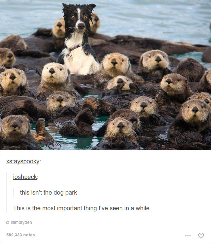 An edited image featuring a black and white collie-like dog with a collar and identification tag, humorously placed in the center of a large group of otters floating in water. The dog appears slightly confused, surrounded by numerous otters facing the camera, creating a whimsical 'wrong place' scenario. Below the image, a comment thread is visible: 'xstayspooky:' introduces the post, followed by 'joshpeck: this isn't the dog park' (playfully pointing out the dog's mistake), and 'liamdryden: This is the most important thing I've seen in a while,' emphasizing the meme's perceived significance. The post has 582,333 notes, indicating high engagement and popularity.