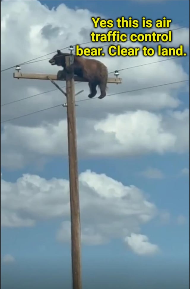 The meme features a photograph of a real brown bear draped across the crossarm of a tall wooden electrical utility pole, positioned high up against a bright blue sky dotted with fluffy white clouds. Bold yellow overlaid text in the upper right corner reads 'Yes this is air traffic control bear. Clear to land.' The joke leans into the absurdity of the bear being in an unusually high, elevated position, framing it as a legitimate air traffic controller giving landing clearance to aircraft, and the original post title 'I'd trust him' emphasizes the humor of the bear appearing competent and trustworthy enough to follow directions from.