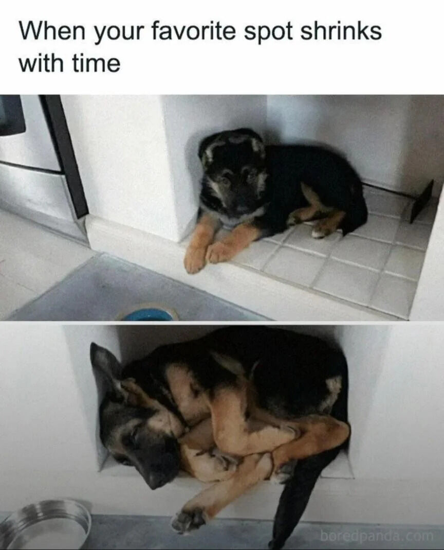 A vertical two-panel meme depicting a German Shepherd dog in the same corner spot at different life stages. The top panel shows a young puppy lying comfortably in a small corner between a wall and a cabinet, appearing relaxed with paws stretched out. The bottom panel shows the same dog as an adult, now much larger, tightly curled into the exact same corner, struggling to fit. Above the panels is the text: 'When your favorite spot shrinks with time,' humorously personifying the dog's experience of the once-spacious corner feeling smaller as it grows, evoking relatable nostalgia for favorite places that seem to 'shrink' over time.