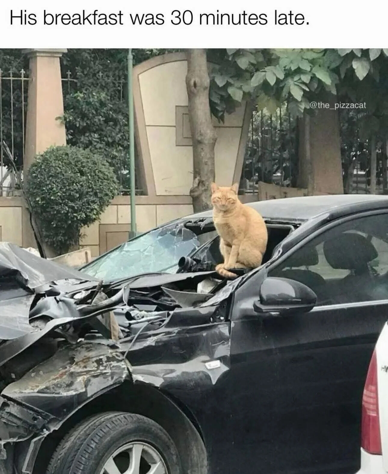 This meme features a real photo of a severely damaged black car after a major car accident, with the entire front end crumpled and the windshield completely shattered. An orange tabby cat sits calmly and grumpily right on the broken edge of the car's dashboard, in the middle of the wreckage. The top text jokes that all this destruction was caused because the cat's breakfast was 30 minutes late, playing on the common stereotype that domestic cats are extremely demanding about their feeding times and will act out when their food is delayed, turning a serious car crash into a silly funny cat joke.