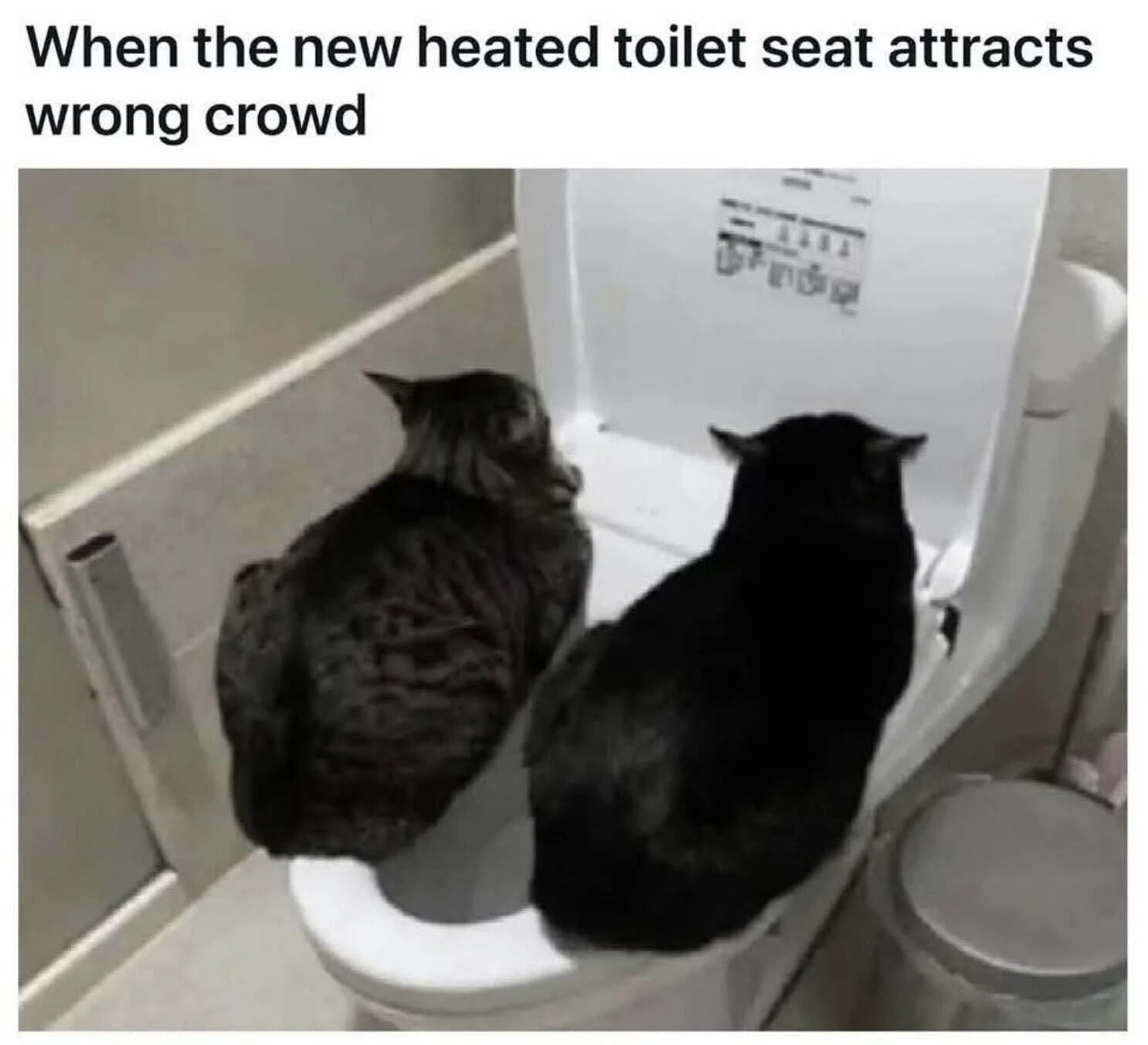 This funny meme features two real domestic cats (one tabby, one black) sitting side-by-side on the seat of a heated toilet in a bathroom. The top text jokes that the newly installed heated toilet seat has attracted the 'wrong crowd' — cats, who are naturally drawn to warm comfortable surfaces, have claimed the seat instead of it being used by humans. The joke plays on the common behavior of cats seeking out any warm spot in a house and taking over human spaces.