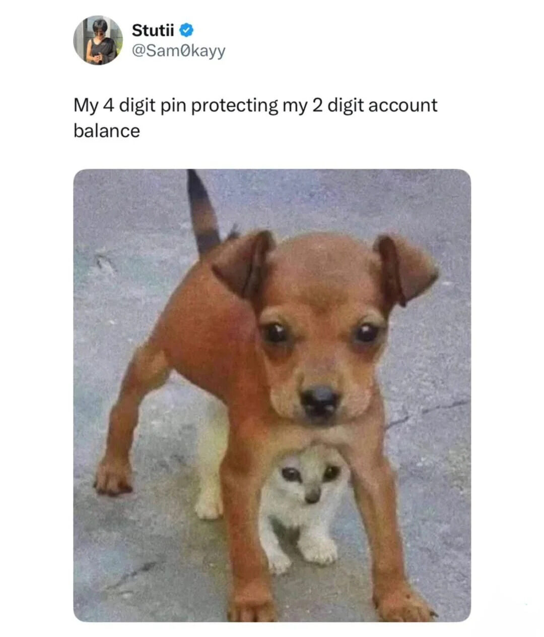 A Twitter/X post by user Stutii (@Sam0kayy) featuring a humorous caption that reads 'My 4 digit pin protecting my 2 digit account balance' paired with an image of a small brown dog standing in a protective posture over a tiny white kitten. The meme uses the visual metaphor of the dog (representing the 4-digit PIN) overprotecting the kitten (representing the small 2-digit account balance) to humorously highlight the irony of using strong security measures for insignificant assets.