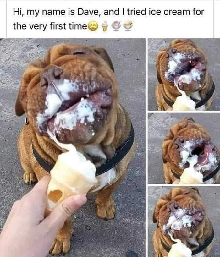 This is a wholesome four-panel photo meme featuring a real brown wrinkly dog named Dave. The top text frames the moment as Dave's first time eating ice cream. Each panel captures the dog enthusiastically licking and eating the ice cream cone held by a human hand, with its face becoming progressively covered in ice cream, showing pure joy and excitement. The meme highlights the cute, relatable moment of a pet experiencing a new, tasty treat, evoking warm, positive feelings.