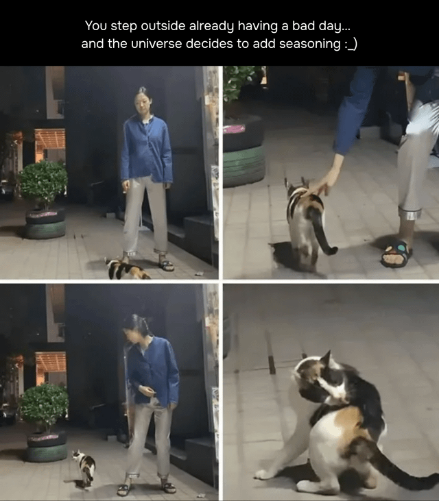 A 4-panel meme depicting a relatable scenario of a bad day worsening. The top text reads: 'You step outside already having a bad day... and the universe decides to add seasoning :_)'. Panel 1: A person in a blue shirt and gray pants stands outdoors as a calico cat approaches. Panel 2: The person reaches down to pet the cat, which walks away. Panel 3: The person looks down at the cat, which continues moving away. Panel 4: The cat turns around aggressively, possibly hissing or preparing to swipe. The humor lies in the cat's unexpected rejection and aggression, metaphorically 'seasoning' (worsening) the already bad day.