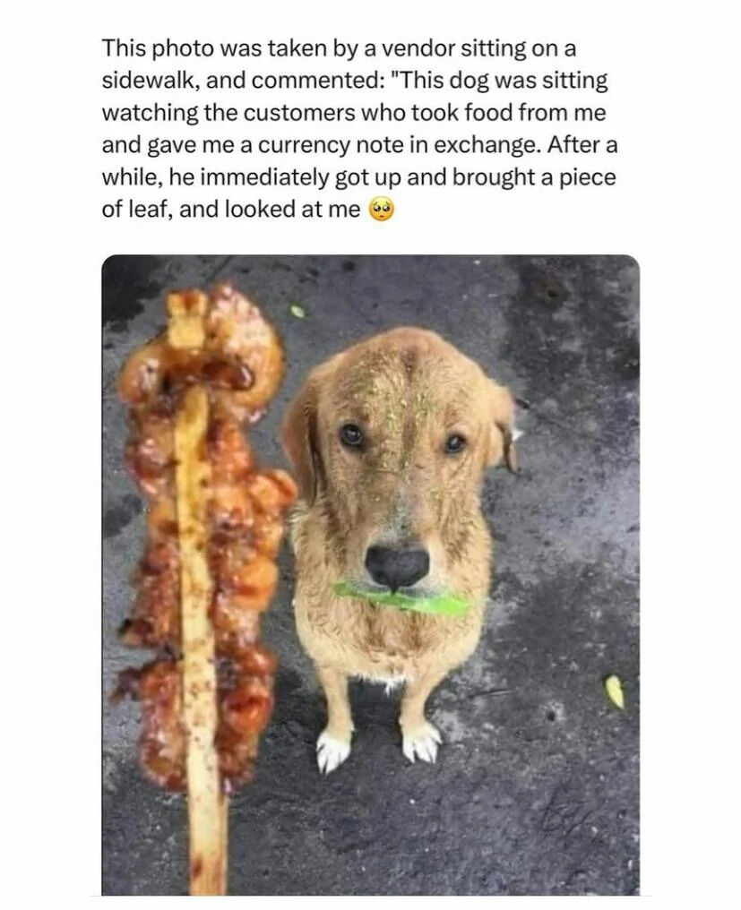 A meme featuring a golden retriever dog holding a green leaf in its mouth, looking up at a skewer of grilled meat. Above the image, a text description explains the context: a vendor observed the dog watching customers exchange currency for food, then the dog brought a leaf as if attempting to 'pay' for the meat skewer, creating a humorous and wholesome scene of the dog mimicking human payment behavior.