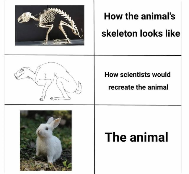A meme presented in a 3x2 grid layout. The top-left panel shows a photo of an animal skeleton with the text 'How the animal's skeleton looks like'. The middle-left panel features a rough, somewhat menacing hand-drawn sketch of a creature labeled 'How scientists would recreate the animal'. The bottom-left panel displays a cute photo of a white rabbit with the text 'The animal'. The humor stems from the satirical exaggeration of scientists misinterpreting the skeleton to create a fearsome-looking creature, which comically contrasts with the actual small, innocent rabbit.