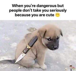 The image features a cute, small puppy sitting on a concrete surface, appearing sad or serious. A small knife is strapped to the puppy's back. Above the puppy, there is a text overlay that reads: 'When you're dangerous but people don't take you seriously because you are cute 😊'. The humor arises from the stark contrast between the puppy's inherently cute appearance and the implied 'danger' of the knife, highlighting the irony of not being taken seriously due to cuteness.