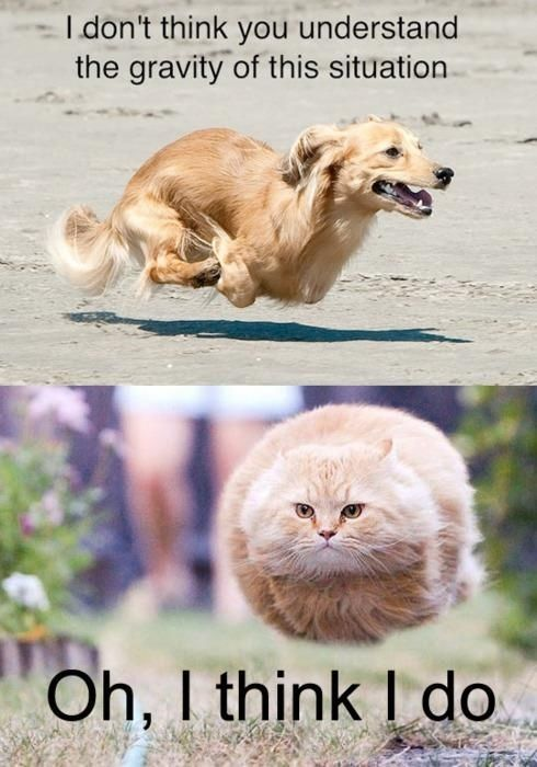 This is a two-panel wholesome pun meme. The top panel features a golden long-haired dachshund fully suspended in mid-air while running on sand, paired with text above that reads 'I don't think you understand the gravity of this situation'. The bottom panel shows an extremely fluffy orange cat also completely levitating above grass with a deadpan expression, paired with text below that reads 'Oh, I think I do'. The joke relies on a double meaning of the word 'gravity': the first line refers to the seriousness of a given situation, while the visual of both animals floating in defiance of physical gravity acts as the punchline responding to the phrase.