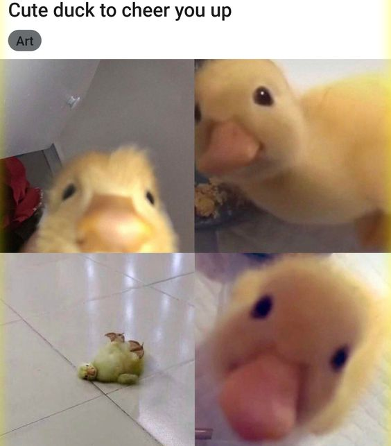 This is a 4-panel collage meme. At the top of the image, text reads 'Cute duck to cheer you up' with a small grey tag marked 'Art' positioned below it. The first three panels feature slightly blurry, close-up shots of a soft, fluffy yellow plush duckling facing the camera, appearing to move closer to the viewer to create a cute, endearing effect. The bottom-left panel shows a small, pale duckling (or duck plush) lying upside down on its back on a glossy white tiled floor, appearing limp and unresponsive. The bottom-right panel is another close-up, blurry shot of the yellow plush duckling's face. The meme uses subversive anti-humor, setting up a wholesome, uplifting expectation then subverting it with the unexpected, slightly absurd shot of the collapsed duck.