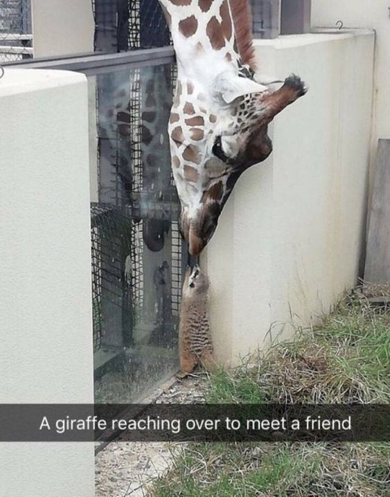 A heartwarming photograph showing a giraffe with a white and brown spotted coat leaning its head over a white wall, extending its neck downward to nuzzle or meet a small animal (likely a meerkat or similar small mammal) standing on the ground near the wall. The giraffe's expression appears gentle and affectionate, while the small animal looks up curiously. The background includes a metal fence and patches of grass, enhancing the natural, zoo-like setting. A caption at the bottom of the image reads: 'A giraffe reaching over to meet a friend'.