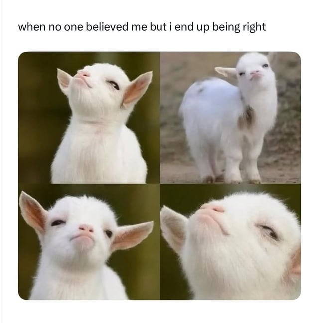This is a four-panel meme collage featuring photos of a small white baby goat with smug, self-satisfied expressions. The top text reads "when no one believed me but i end up being right". Each panel shows the goat in a distinct pose: looking upward with a haughty expression, standing and staring confidently at the viewer, a close-up of its smug face, and another upward glance with a half-lidded, triumphant look. The humor stems from the goat's exaggeratedly proud demeanor perfectly matching the relatable feeling of being vindicated after others doubted you—resonating with anyone who has been proven correct after being dismissed or disbelieved.