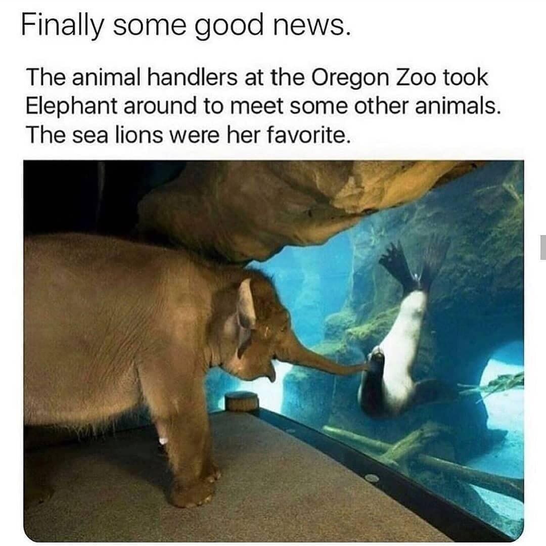This is a wholesome meme featuring a real photograph of a baby elephant at the Oregon Zoo. The elephant is standing outside an underwater sea lion exhibit, pressing its trunk against the thick glass as it interacts with a curious sea lion that is also pressed against the other side of the glass. Text at the top introduces the moment, saying it is good news that the elephant was taken to meet other zoo animals, and that sea lions were her favorite. The image captures a gentle, cute cross-species interaction.