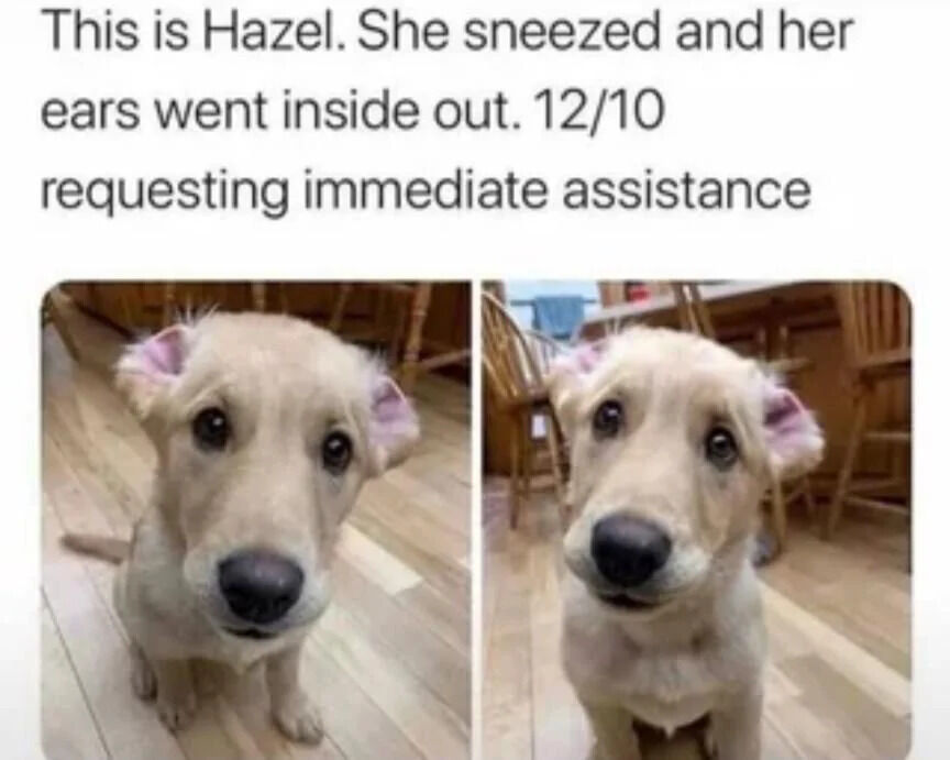 A wholesome meme featuring two side-by-side photographs of a light-colored puppy named Hazel. Both images show Hazel sitting on a wooden floor, looking directly at the camera with large, expressive eyes. The key detail is her ears, which appear to be flipped inside out, likely due to a sneeze as described in the text above the images. The accompanying text humorously states, 'This is Hazel. She sneezed and her ears went inside out. 12/10 requesting immediate assistance,' emphasizing the cute and urgent nature of the puppy's mishap. The meme combines adorable pet content with lighthearted humor, evoking feelings of warmth and amusement.