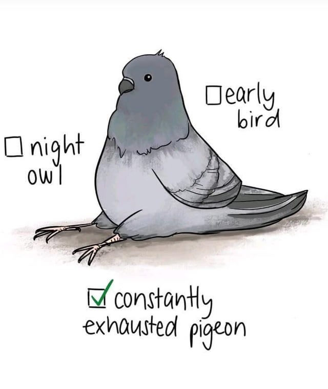 This is a hand-drawn cartoon-style single-panel meme. It features a plump gray pigeon slumping flat on the ground with its legs spread out, looking completely worn out and listless. Three checkbox options are placed around the pigeon: the first checkbox labeled 'night owl' is left unchecked, the second labeled 'early bird' is also unchecked, while the third checkbox labeled 'constantly exhausted pigeon' is marked with a green checkmark. The humor comes from the relatable joke that many people do not fit into the common 'early bird' or 'night owl' sleep/energy archetypes, and instead are just tired all the time, making this pigeon their relatable spirit animal.
