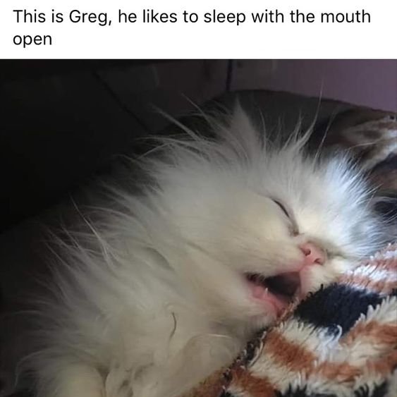 A photograph of a fluffy white cat named Greg sleeping peacefully with its mouth open. The cat is lying on a patterned blanket with shades of brown, black, and white. Above the image, there is a text caption that reads: 'This is Greg, he likes to sleep with the mouth open.' The cat's fur is soft and voluminous, and its eyes are closed, giving a relaxed and cute appearance.