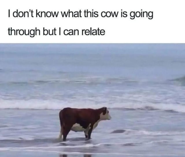 This is a single-panel static image meme. The upper section has black text on a plain white background that reads 'I don't know what this cow is going through but I can relate'. The lower section is a real photograph of a brown and white cow standing in shallow, foamy ocean surf at the shoreline, looking out toward the open sea. The humor comes from the absurd, unexpected sight of a cow in the ocean, paired with a widely relatable sentiment of feeling out of place, overwhelmed, or going through an unspoken difficult experience that other people can empathize with even without knowing the specific details.