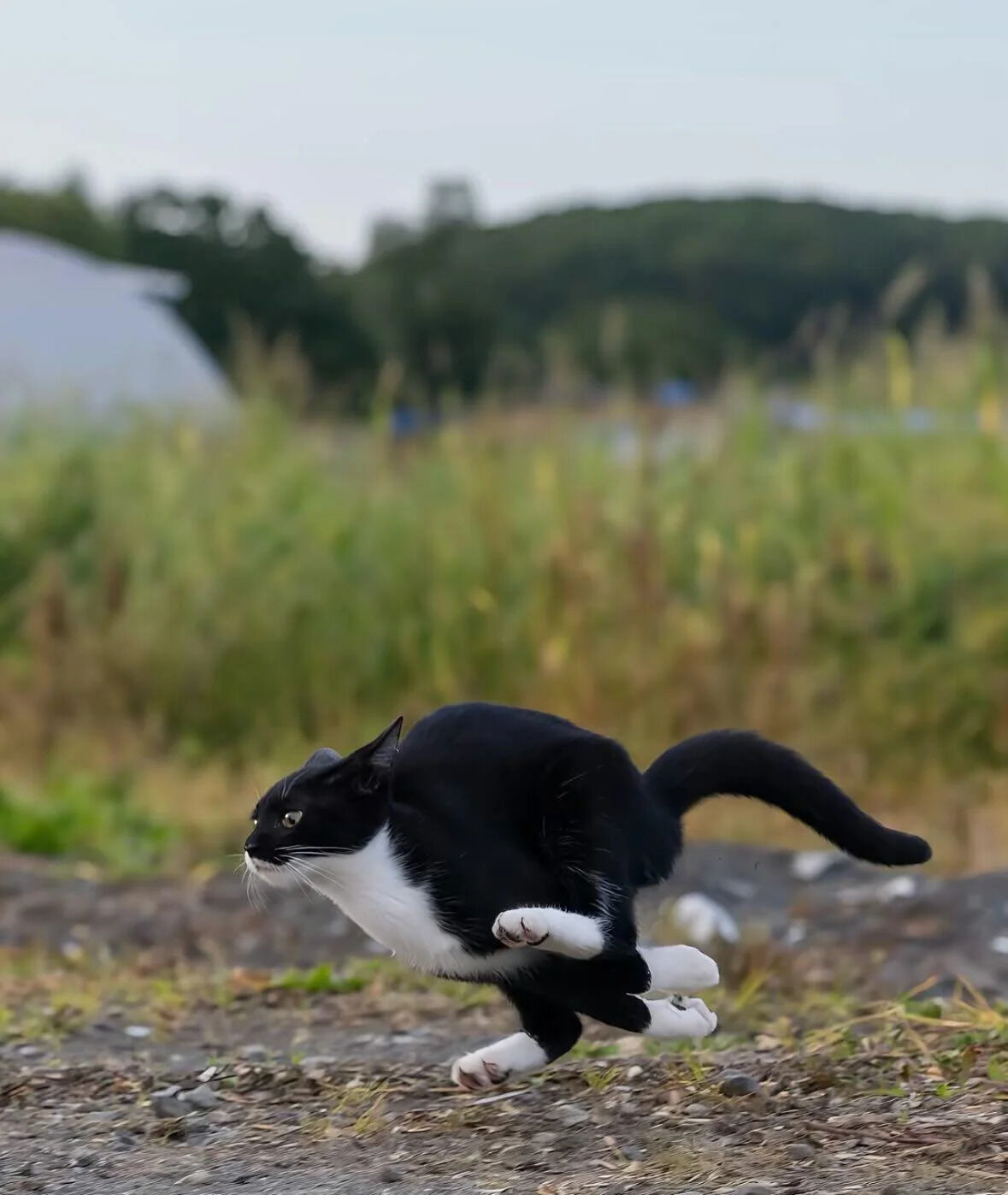 A dynamic photograph capturing a black and white cat mid-sprint in an outdoor grassy field. The cat, with a black body and white chest and paws, is in motion—its hind legs extended powerfully, front paws lifted, and tail trailing behind for balance. The background features blurred greenery, tall grass, and distant trees, emphasizing the cat's speed and the natural setting. The lighting suggests daytime, with soft sunlight illuminating the scene.