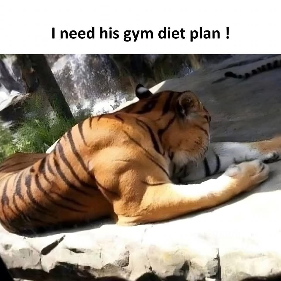The meme features a photograph of an extremely muscular tiger lying relaxed on a flat stone surface in what appears to be a zoo or wildlife enclosure, with bold black text placed above the image that reads 'I need his gym diet plan!'. The humor comes from the tiger's very defined, bulky musculature that resembles the physique of a human who regularly lifts weights and follows a strict fitness diet, so the caption jokes about wanting to follow the tiger's supposed fitness regimen to achieve a similarly muscular build.