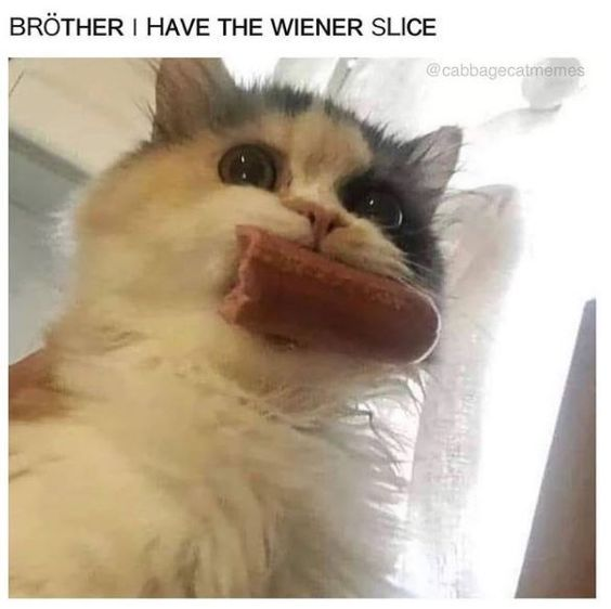 This wholesome meme features a real calico cat with wide, excited eyes holding a slice of hot dog (referred to as a 'wiener slice') in its mouth. At the top of the image, playful text reads 'BRÖTHER | I HAVE THE WIENER SLICE' — the intentional misspelling of 'Brother' adds a silly, endearing touch. The cat's innocent, eager expression paired with the absurd but friendly text creates a warm, lighthearted vibe that fits perfectly in the wholesome meme category.