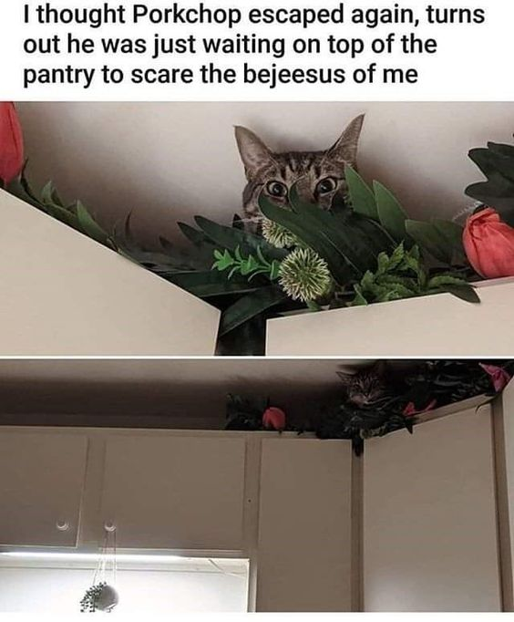 This two-panel meme features a tabby cat named Porkchop. The top panel is a close-up shot showing Porkchop peeking out from behind decorative greenery and pink flowers on top of a pantry cabinet, with wide, alert eyes that make him look ready to startle someone. The bottom panel provides a full view of the kitchen pantry, revealing the cat is tucked into the narrow, hidden space on top of the closed white cabinets, completely obscured by the foliage except for his face peeking out. The caption at the top reads: *"I thought Porkchop escaped again, turns out he was just waiting on top of the pantry to scare the bejeesus of me"*. The humor comes from the relatable panic of a pet owner thinking their cat has escaped, contrasted with the silly, harmless prank the cat was pulling by hiding in an unexpected spot to startle their owner. The phrase "scare the bejeesus out of me" is a playful, informal English idiom meaning to frighten someone intensely.