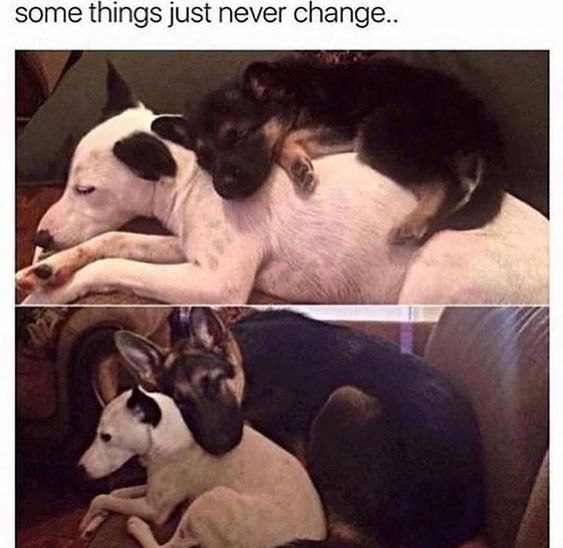 This meme is a two-panel before-and-after collage showcasing the enduring bond between two dogs. The top panel displays a small black German Shepherd puppy curled up asleep on the back of a larger white dog with black markings on its ears, both looking relaxed and comfortable. The bottom panel shows the same pair fully grown: the German Shepherd is now significantly larger, and it's resting its head on the back of the white dog, mirroring the exact affectionate pose from the top panel. The text at the top of the image reads *"some things just never change.."*, which is the core of the visual joke: while their sizes have completely reversed, their loving, cuddly dynamic remains identical. It's a wholesome, heartwarming piece that highlights the unchanging nature of close friendships and pet companionship, resonating with anyone who has loved a pet or long-term friend.