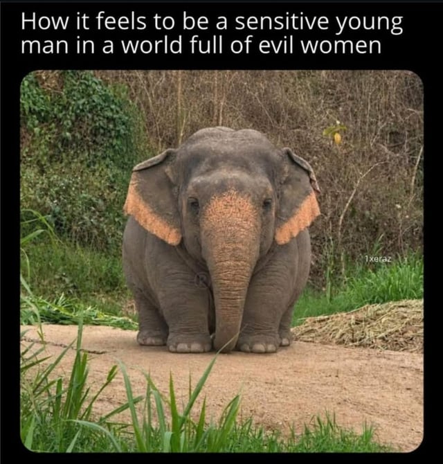 This meme features a photograph of a small, dejected-looking baby elephant standing on a dirt path, with natural foliage and dry brush in the background. Overlaid text at the top reads "How it feels to be a sensitive young man in a world full of evil women". The joke uses the elephant's vulnerable, sad appearance to sarcastically mock the exaggerated victim complex and over-dramatic self-pity some young men exhibit over very minor perceived mistreatment from women, such as receiving a slightly mean text as referenced in the original post title.