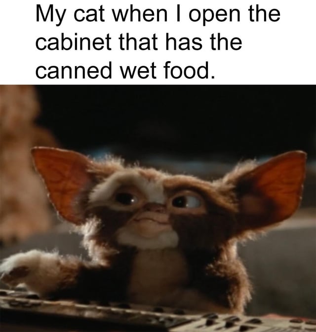 A meme consisting of a top text caption and a screenshot from the 1984 film 'Gremlins'. The top text reads: 'My cat when I open the cabinet that has the canned wet food.' Below the text is an image of Gizmo, the small, furry, Mogwai character from 'Gremlins', who has large ears, white and brown fur, and is depicted with a curious, eager expression, leaning forward slightly with one paw raised as if reacting to the sound of the cabinet opening. The meme humorously compares a cat's excited reaction to the opening of a cabinet containing wet food to Gizmo's attentive and eager demeanor.