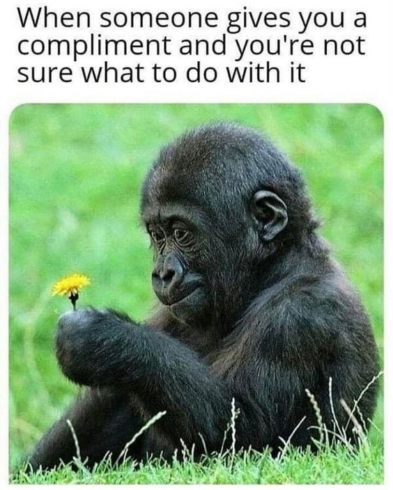 This is a relatable reaction meme that pairs a wildlife photograph of a baby gorilla with a text overlay. The baby gorilla sits on green grass, gently holding a small yellow dandelion, with a shy, confused, and awkward facial expression. The text at the top reads: "When someone gives you a compliment and you're not sure what to do with it". The humor stems from the gorilla's uncertain, hesitant demeanor perfectly mirroring the common social awkwardness of receiving a compliment—many people feel flustered, unsure how to respond, or like they're holding something delicate they don't want to mishandle, which the gorilla's gentle hold on the dandelion visually reinforces. It's a wholesome, lighthearted take on everyday social anxiety.
