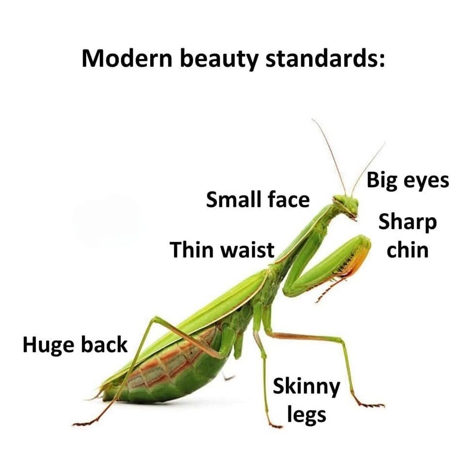 This humorous meme displays a stock photo of a green praying mantis against a plain white background, paired with text that satirizes unrealistic modern human beauty standards. A top header reads "Modern beauty standards:", and labels are placed next to matching parts of the mantis's body: "Big eyes" and "Sharp chin" point to its head, "Small face" sits near its small triangular head, "Thin waist" points to its narrow upper torso, "Huge back" points to its large elongated rear upper body, and "Skinny legs" point to its long thin lower limbs. The joke highlights that the praying mantis naturally has all the specific traits that are widely promoted as desirable in popular beauty culture, implicitly mocking how absurd and difficult these standards are for most humans to attain.