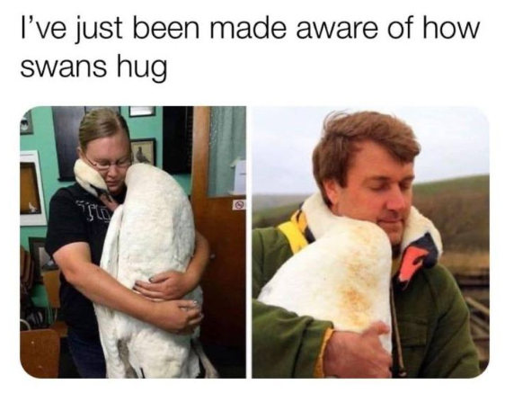 This is a two-panel wholesome meme. The text at the top reads 'I've just been made aware of how swans hug'. The left panel features a woman with glasses holding a large white swan, as the swan wraps its neck gently around her neck in a hug. The right panel features a man holding another large white swan, which also wraps its neck around his neck in a warm embrace. Both people appear calm, comforted, and happy while receiving the swan's hug.