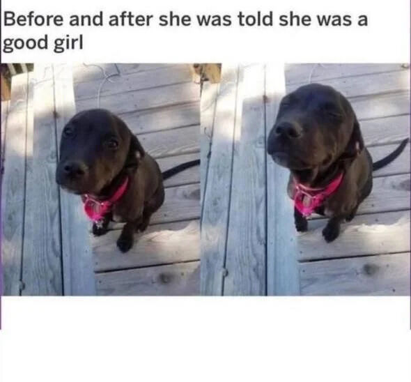 A two-panel comparison meme featuring a small black dog wearing a pink collar. The left panel shows the dog sitting on a wooden deck with a neutral, curious expression. The right panel shows the same dog in the same position, but with a visibly happy and content expression, tilting its head slightly upward. The text at the top of the image reads 'Before and after she was told she was a good girl,' emphasizing the dog's positive reaction to praise.