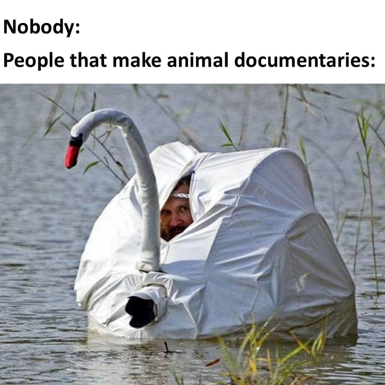 This is an image macro meme. The top text uses the common 'Nobody:' setup, which implies no provocation or request occurred, followed by the line 'People that make animal documentaries:'. The bottom half of the meme is a photograph of a man partially submerged in a lake, hiding inside a large, realistic fake white swan decoy. Only his face is visible peeking out of a small slit in the decoy, and a camera lens juts out of the front of the swan structure, intended to stealthily film wildlife without alerting animals. The joke pokes fun at the absurd, dedicated lengths that wildlife documentary creators go to in order to capture natural footage of animals in their habitats.