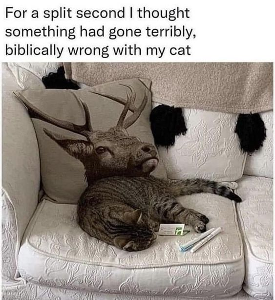 A humorous image featuring a tabby cat lying on a white, textured couch. Behind the cat rests a decorative pillow with a large, realistic print of a deer's head and antlers. The cat's body is positioned such that the deer's head appears to be the cat's head at first glance, creating an optical illusion. Above the image, text reads: 'For a split second I thought something had gone terribly, biblically wrong with my cat,' emphasizing the initial shock of the illusion before realizing it's just the pillow. The cat is relaxed, with its head resting on the couch and paws stretched out, while a small box and two cotton swabs lie near its paws.