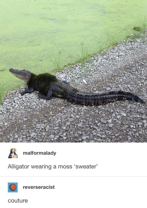 This meme combines a real wildlife photograph with social media comments to create a humorous visual joke. The top half shows an alligator resting on a gravel shore beside a green, algae-filled pond; a patch of dark moss encircles its neck and upper back, visually resembling a chunky, fuzzy sweater. Below the photo is a screenshot of a comment thread, likely from Tumblr. The first comment, from user 'malformalady', frames the moss as clothing: 'Alligator wearing a moss 'sweater''. The second comment, from user 'reverseracist', elevates the joke by responding with 'couture'—a term for high-end, luxury fashion—treating the alligator's accidental moss 'garment' as a sophisticated, high-fashion piece. The humor comes from the absurdity of anthropomorphizing the alligator by giving it a 'sweater' and then leaning into the fashion parody with the couture punchline, turning a natural wildlife moment into a silly take on high fashion.