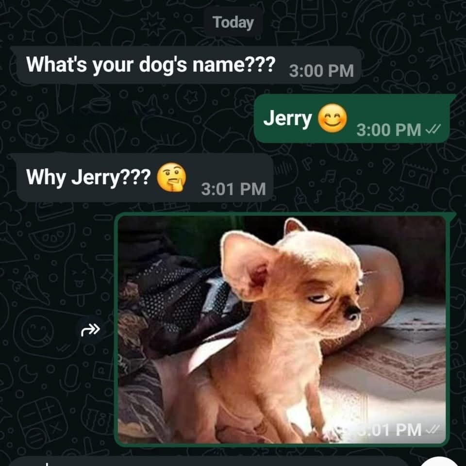This meme is formatted as a screenshot of a mobile chat conversation. The exchange goes as follows: First, one user asks "What's your dog's name???" at 3:00 PM. The second user replies "Jerry 😊" at 3:00 PM. The first user then follows up asking "Why Jerry??? 🤔" at 3:01 PM. The second user sends a photo of a nearly hairless chihuahua with very large, prominent ears and an unimpressed, side-eye expression that bears a striking resemblance to Jerry the mouse from the *Tom and Jerry* cartoon franchise, serving as the punchline explaining the dog's name. The humor derives from the unexpected, uncanny similarity between the pet and the iconic cartoon character.